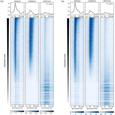 Characterization of Histone H3 Lysine 4 and 36 Tri-methylation in Brassica rapa L.